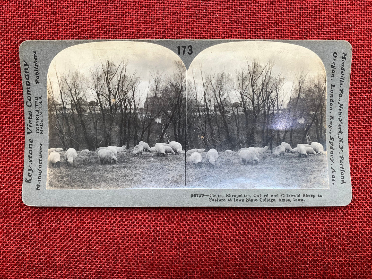 Sheep in Pasture at Iowa State University, Ames, Iowa Vintage Stereo View Card, Keystone View Company, 1920s