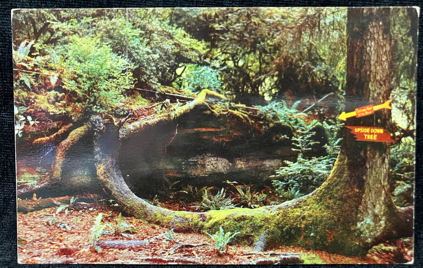 The “Upside Down Tree” - Redwood Highway, California - Color Photo by Lionel Bridge - Vintage Postcard