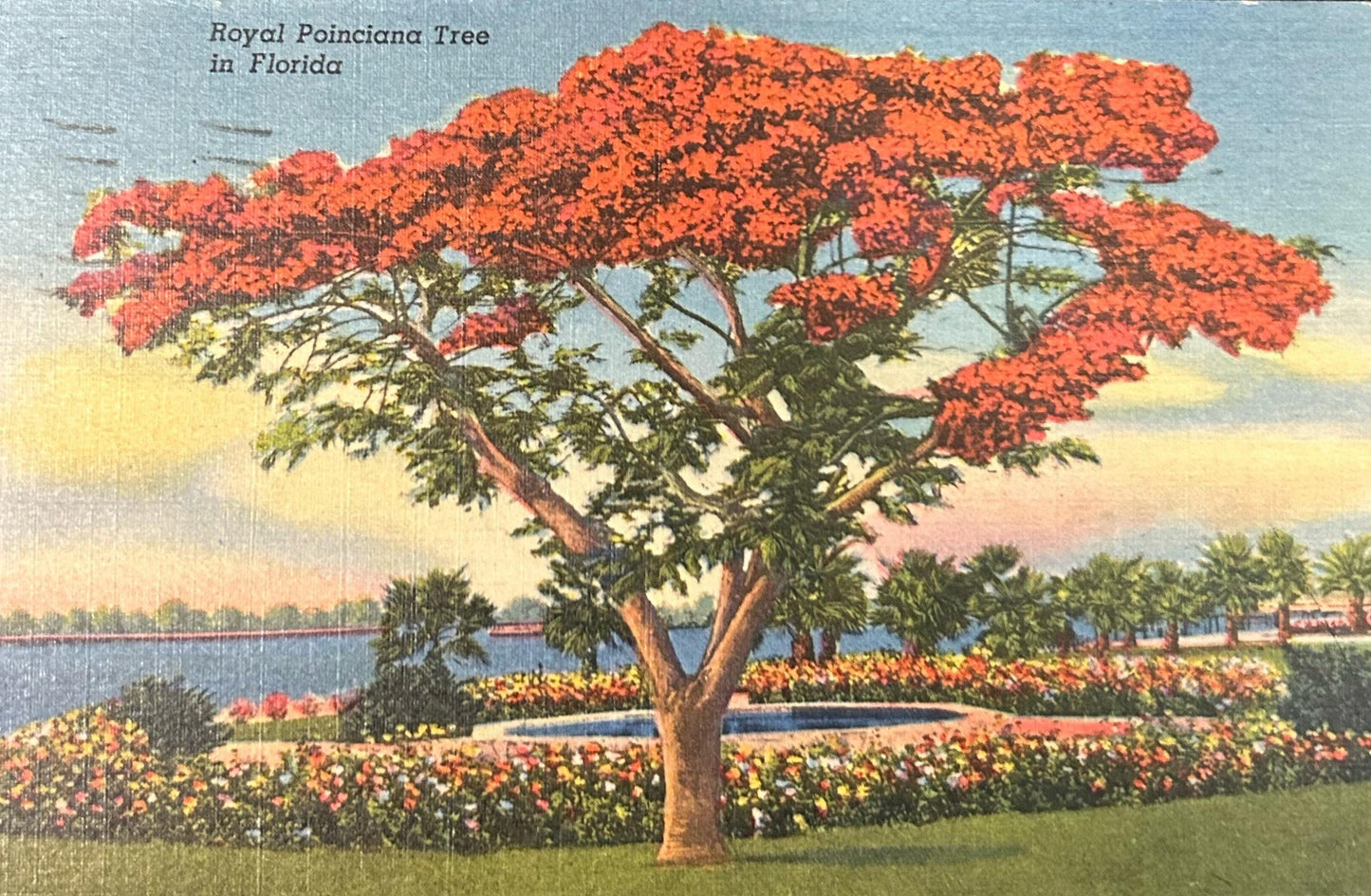 Royal Poinciana Tree in Florida- Linen Postcard