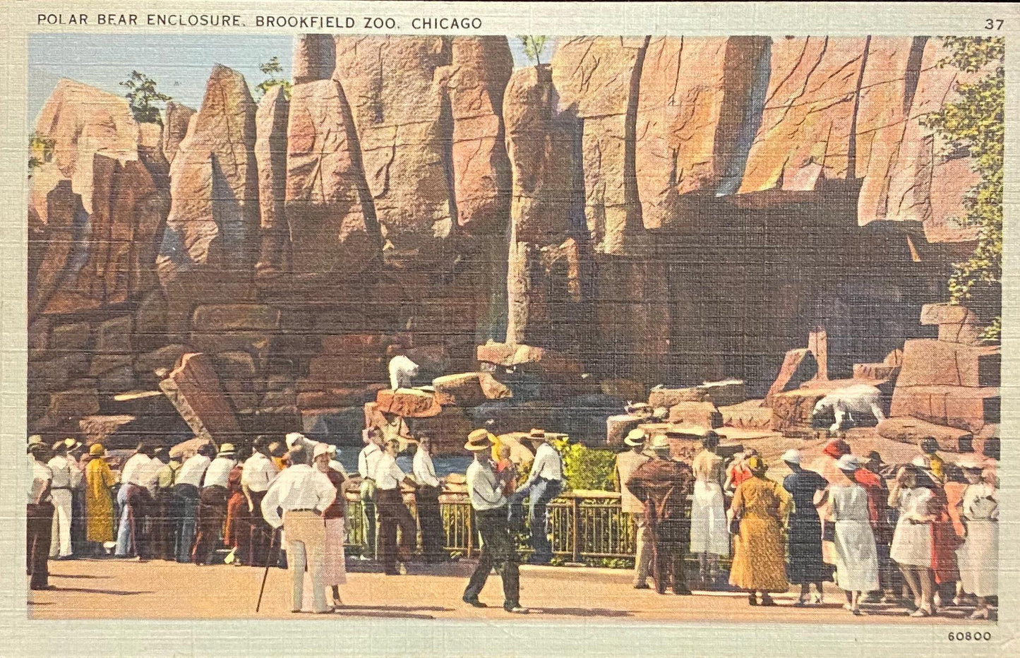 Polar Bear Enclosure, Brookfield Zoo, Chicago - 1940s Linen Postcard