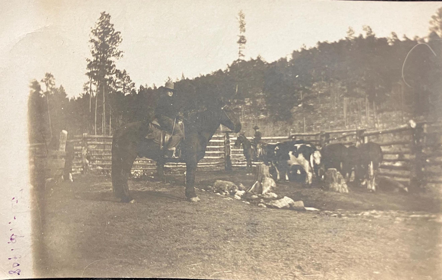 RPPC - Working Cattle with Horses on Ranch - Taken: 1908 - Cowboy Life postcard -Roping and Branding Calves -looks like in the Dakotas