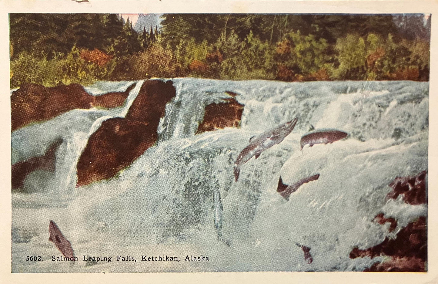 Salmon Leaping Falls - Ketchikan, Alaska - Vintage Postcard