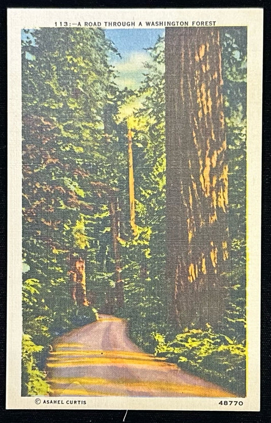 113- A Road through a Washington Forest- Vintage Postcard