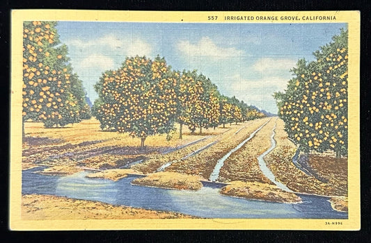 557 Irrigated Orange Grove, California- Vintage Linen Postcard