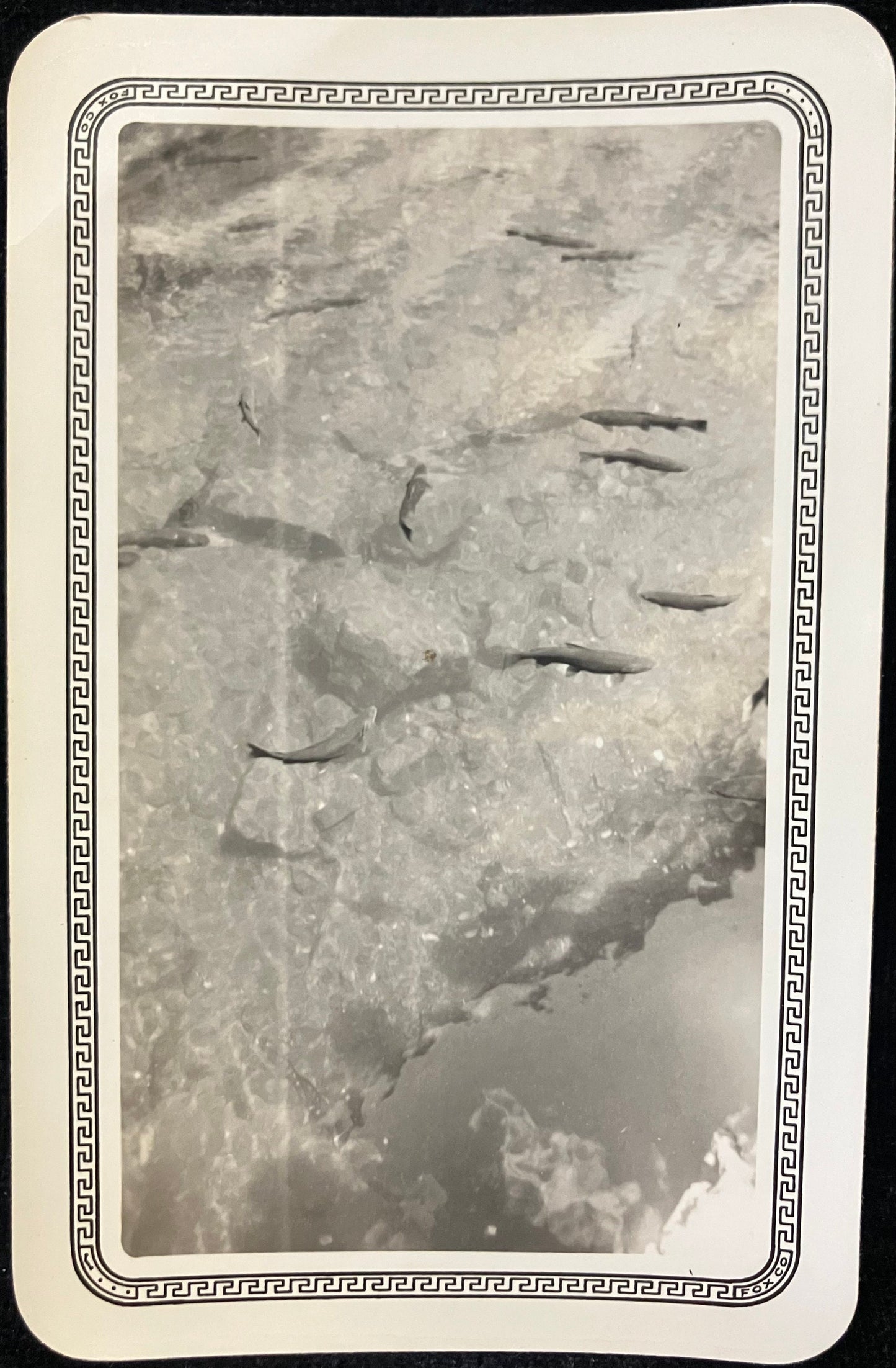 1930s  Black and white Photo of Fish Swimming in Lake - San Antonio, Texas - Vintage Photo - early nature photo