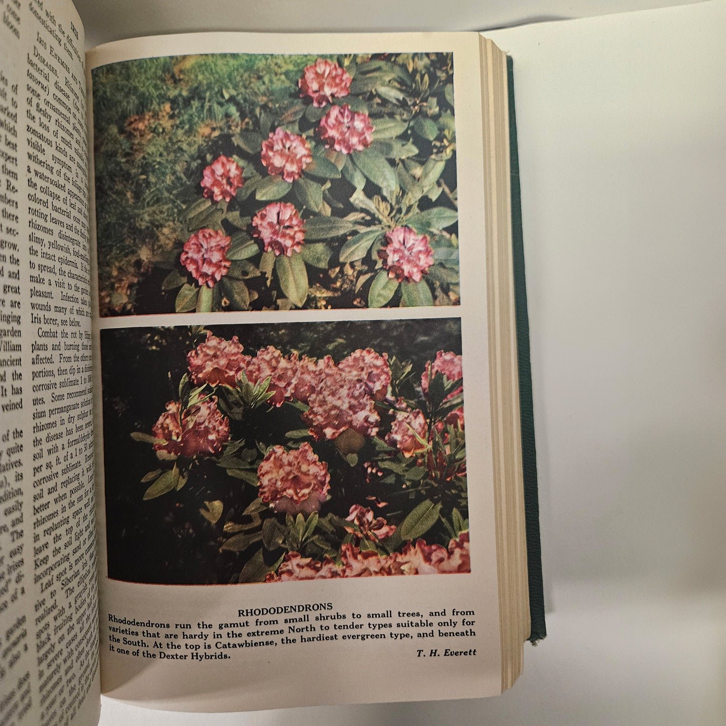 The Wise Garden Encyclopedia 1951 - by E.D.L. Seymour, BSA - Plant Identification, Botanical Drawings, Definitions, Gardening tips, Photos