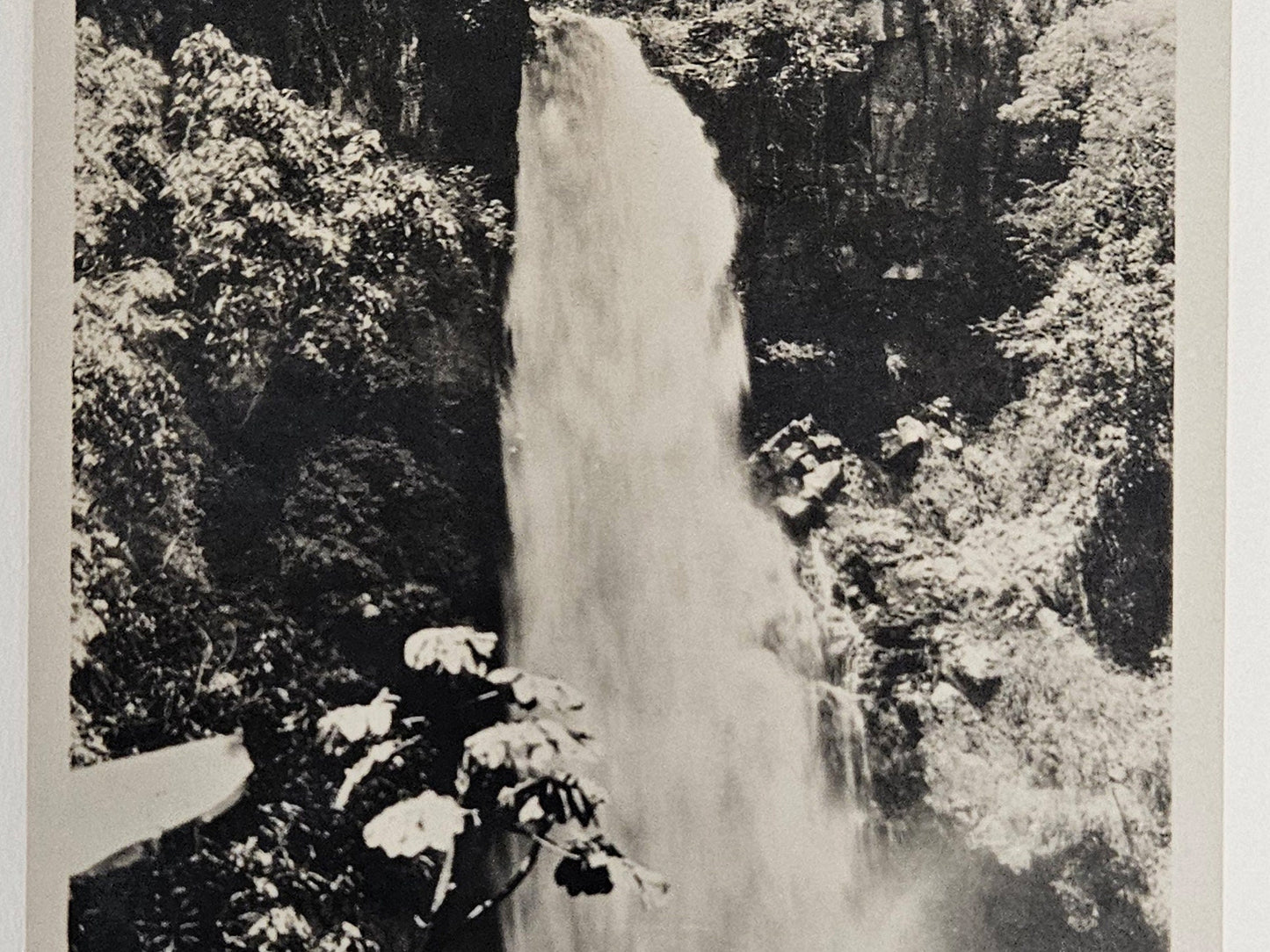 RPPC -January, 1925 -Tepic Mexico Caida De Agua Waterfall Rainforest - Real Photo Postcard - Black&white Photo of Tepic Mexico Rainforest.