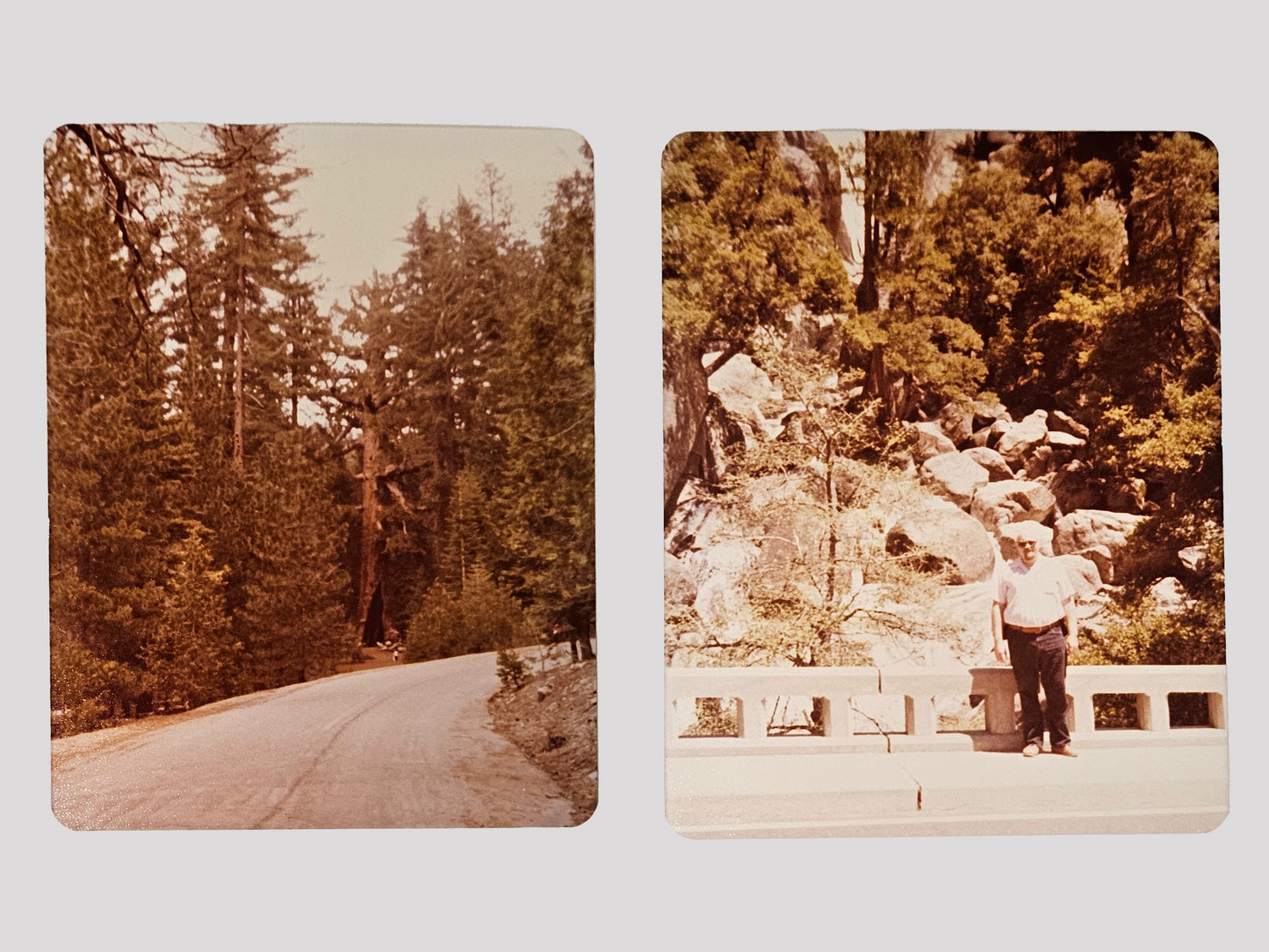 Two 1980s Photos Of Oldest Tree In Yosemite National Park- Family Trip - Sold as Set of two