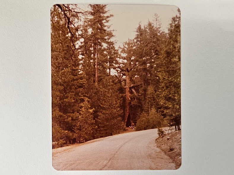 Two 1980s Photos Of Oldest Tree In Yosemite National Park- Family Trip - Sold as Set of two