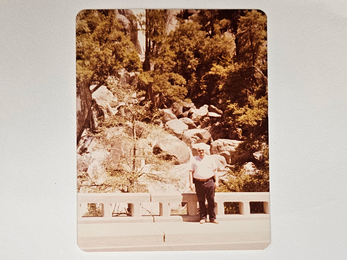 Two 1980s Photos Of Oldest Tree In Yosemite National Park- Family Trip - Sold as Set of two